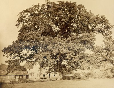 Eg (om sommeren), Friars Oak, Clayton, Sussex, 1860, (albumin print fra vådt kollodium negativ) af English Photographer